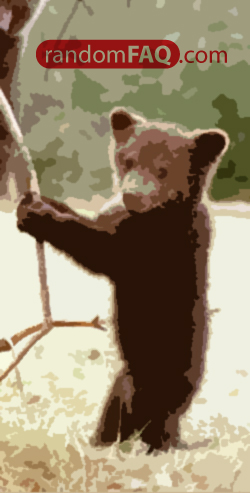 Bear Cubs