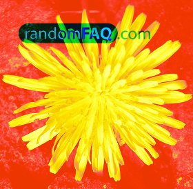 American Dandelions