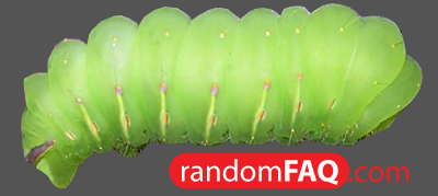 Wild Silkworm Dependency